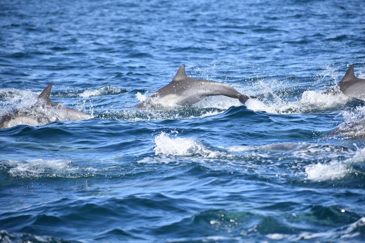 Cabo Nature