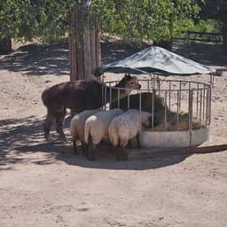 Childrens Zoo / Farm Zoo