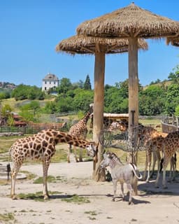 Childrens Zoo / Farm Zoo