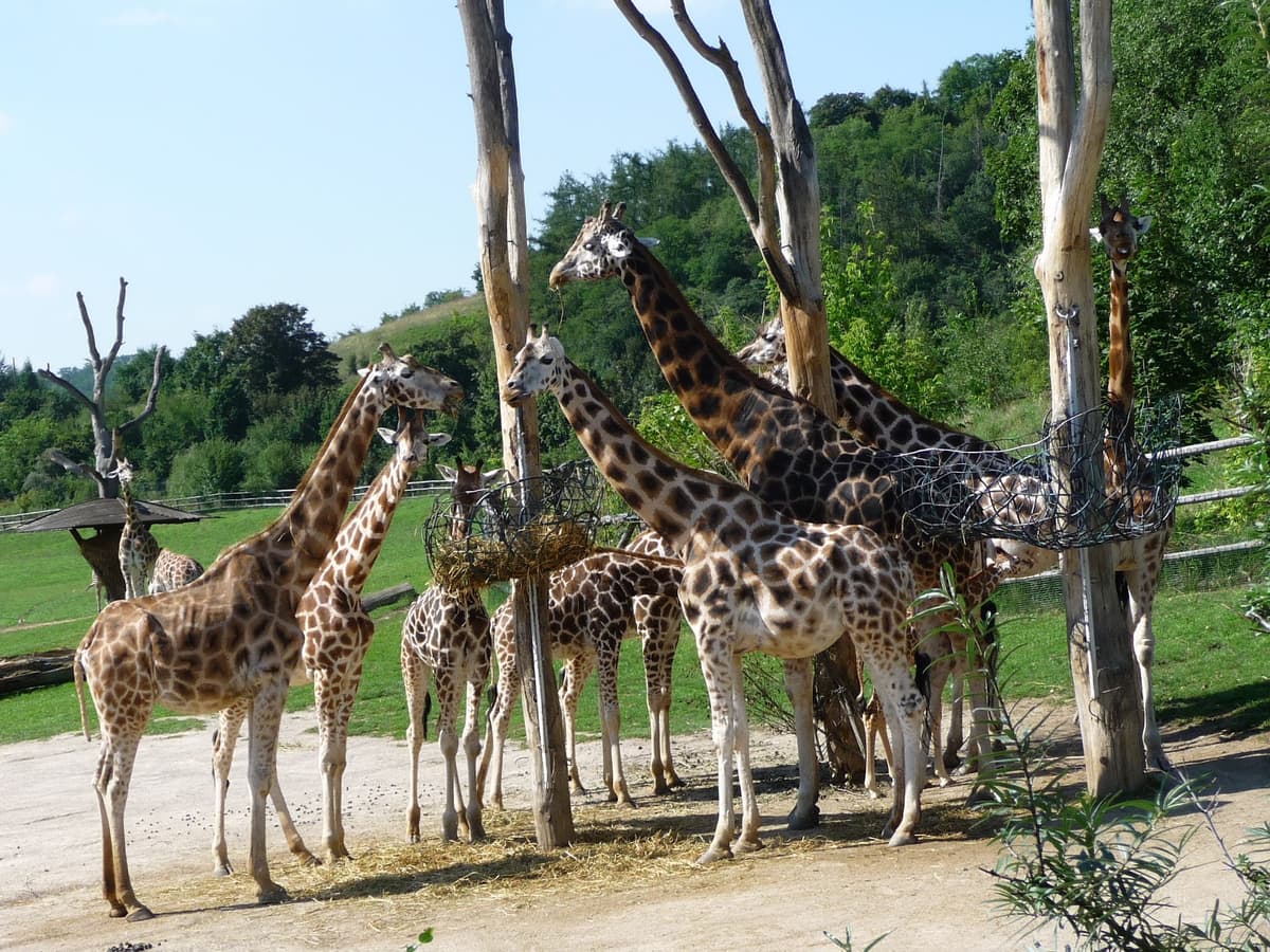 Childrens Zoo / Farm Zoo