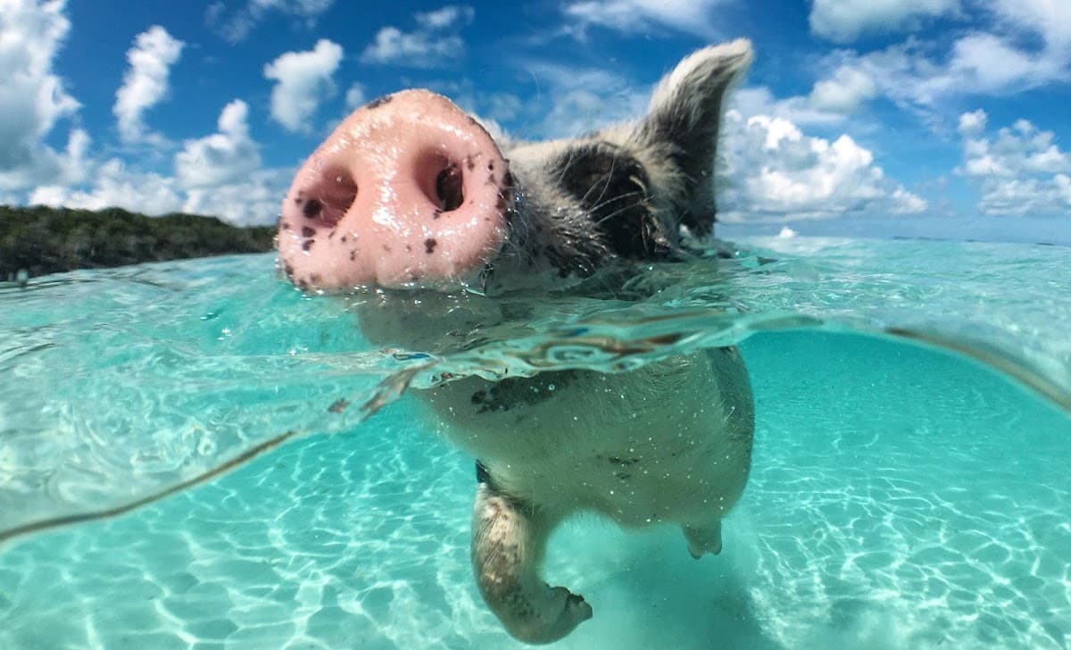 bahamas land and sea tours