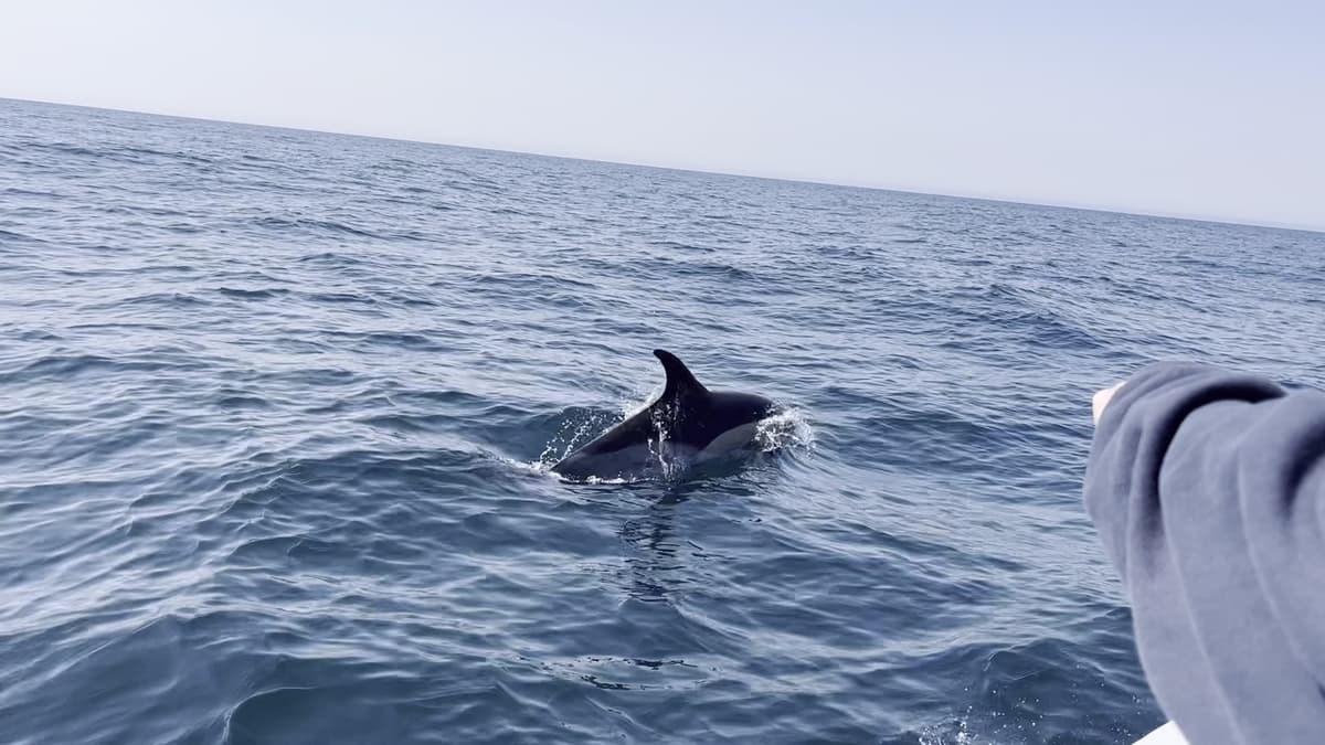 Lisbon Dolphins