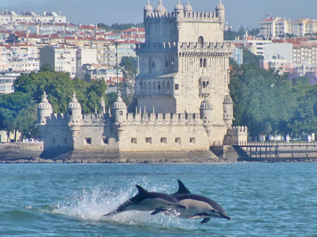 Lisbon Dolphins, photo 1 of 2