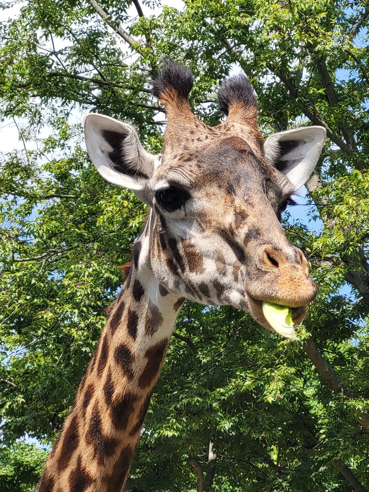 Nashville Zoo Giraffe House