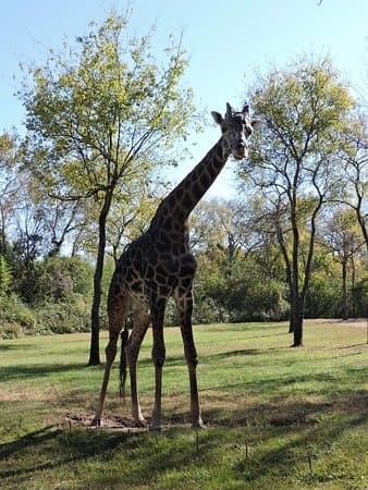 Nashville Zoo Giraffe House — photo 1 of 2