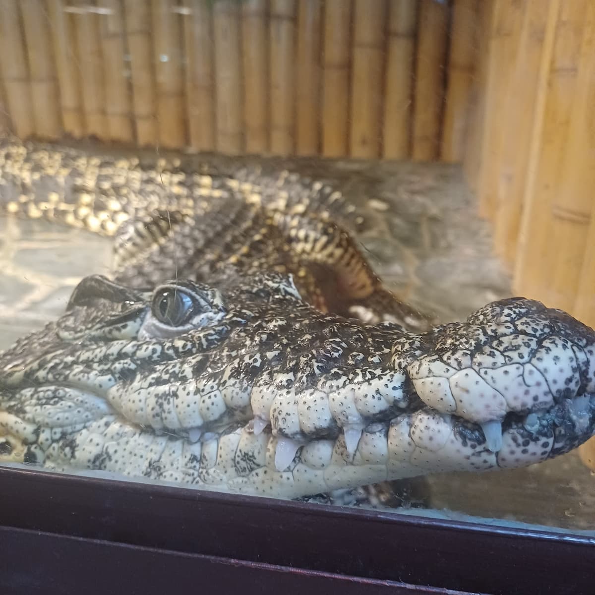 Krokodýlí Zoo Praha