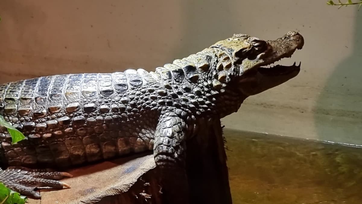 Krokodýlí Zoo Praha, photo 1 of 1
