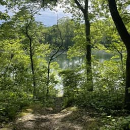 Lakeside Forest Wilderness Area