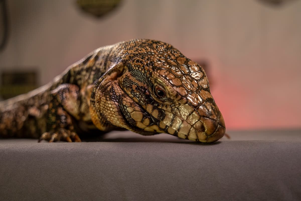 The Reptile Zoo