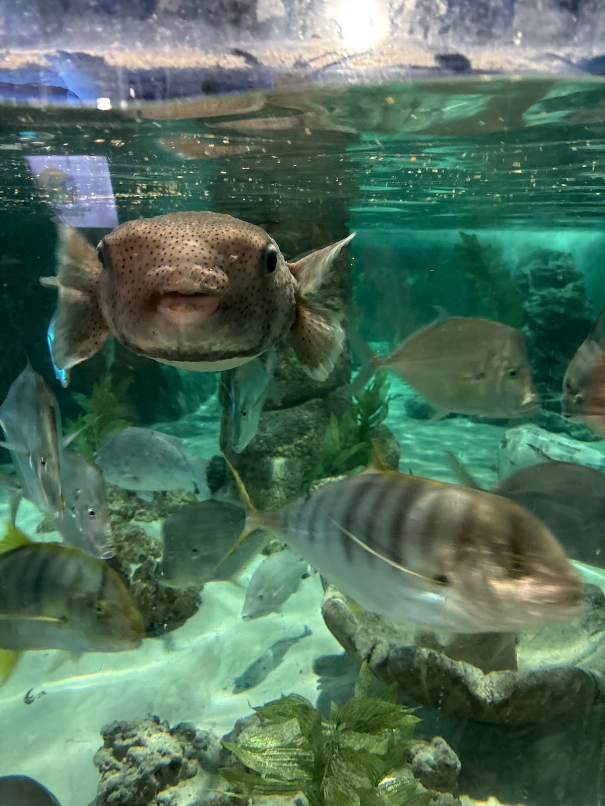Woodbridge Aquarium & Wildlife