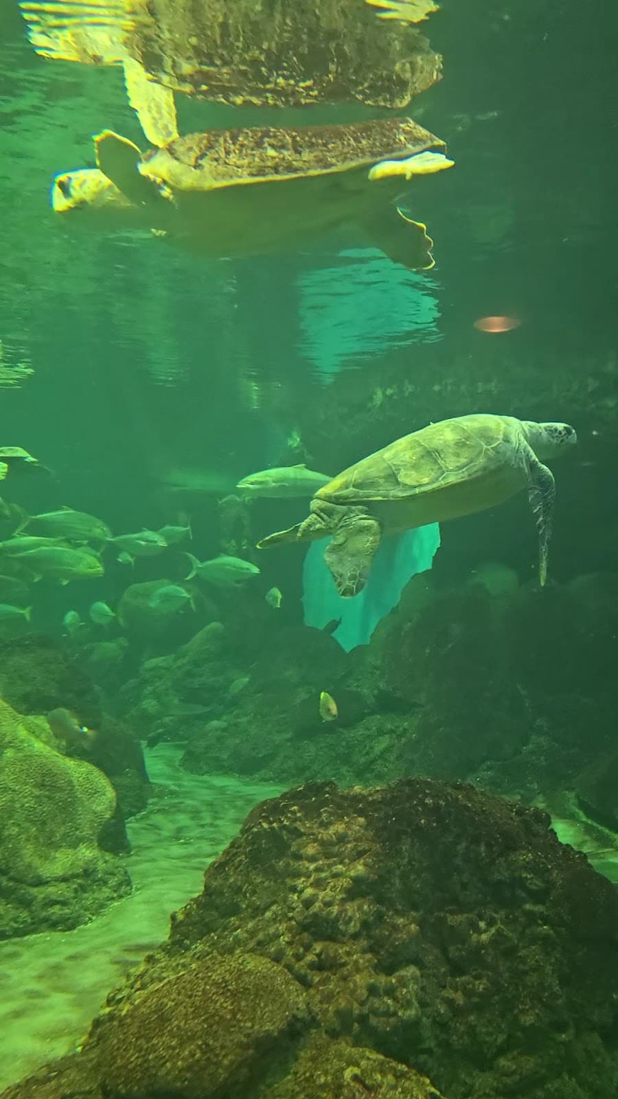 Turtle Reef