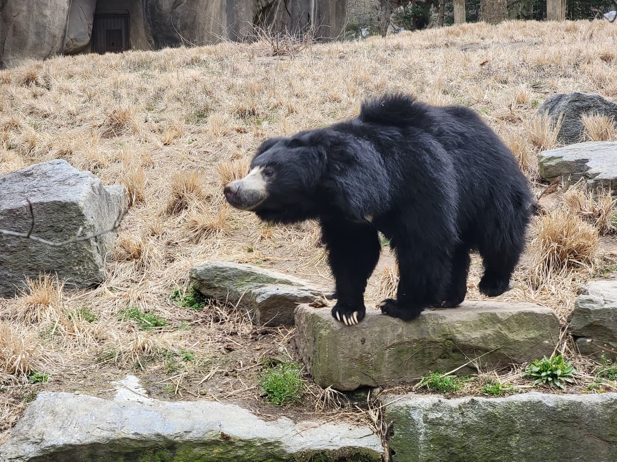 Bear Country