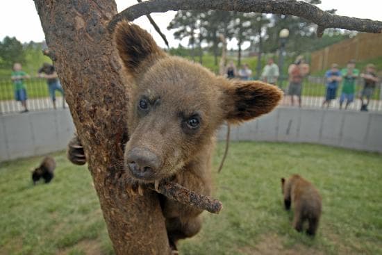 Bear Country