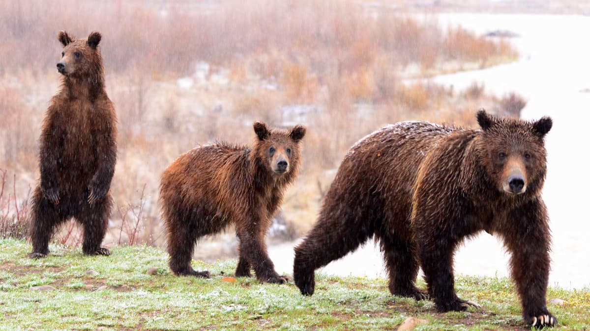BrushBuck Wildlife Tours
