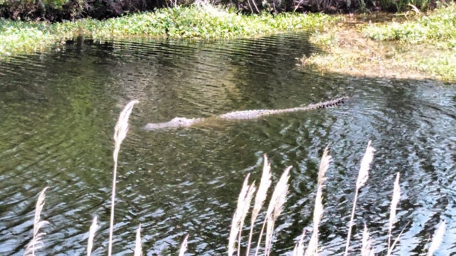 Alligator River National Wildlife Refuge — photo 1 of 2