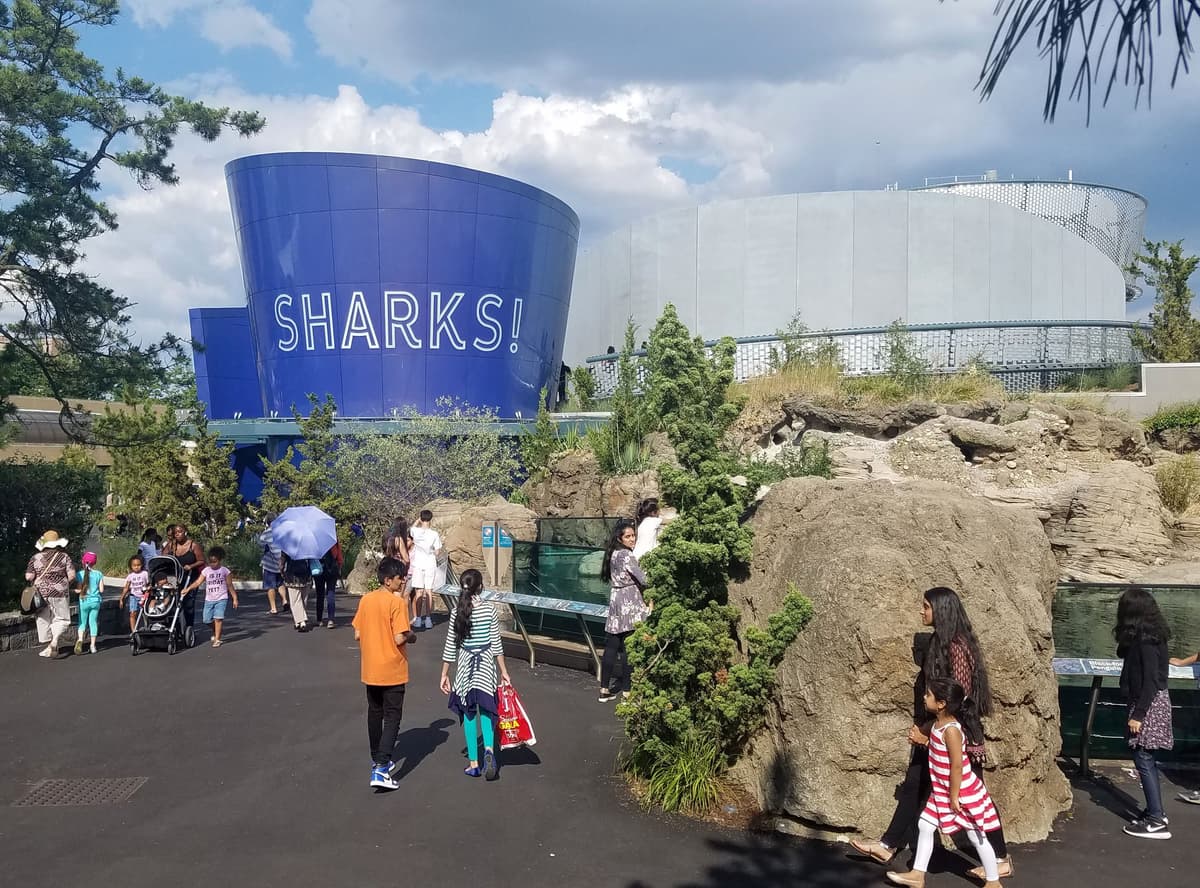Ocean Wonders: Sharks!