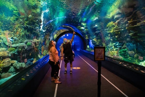 Ocean Wonders: Sharks!