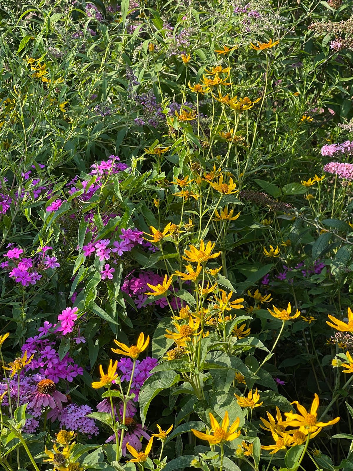 Butterfly Gardens of Central Park