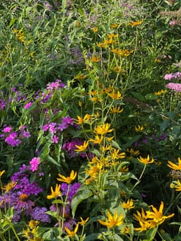 Butterfly Gardens of Central Park