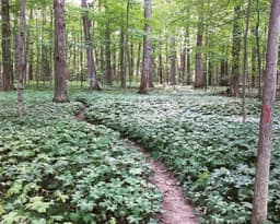 Thain Family Forest