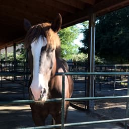 Southlands Heritage Farm