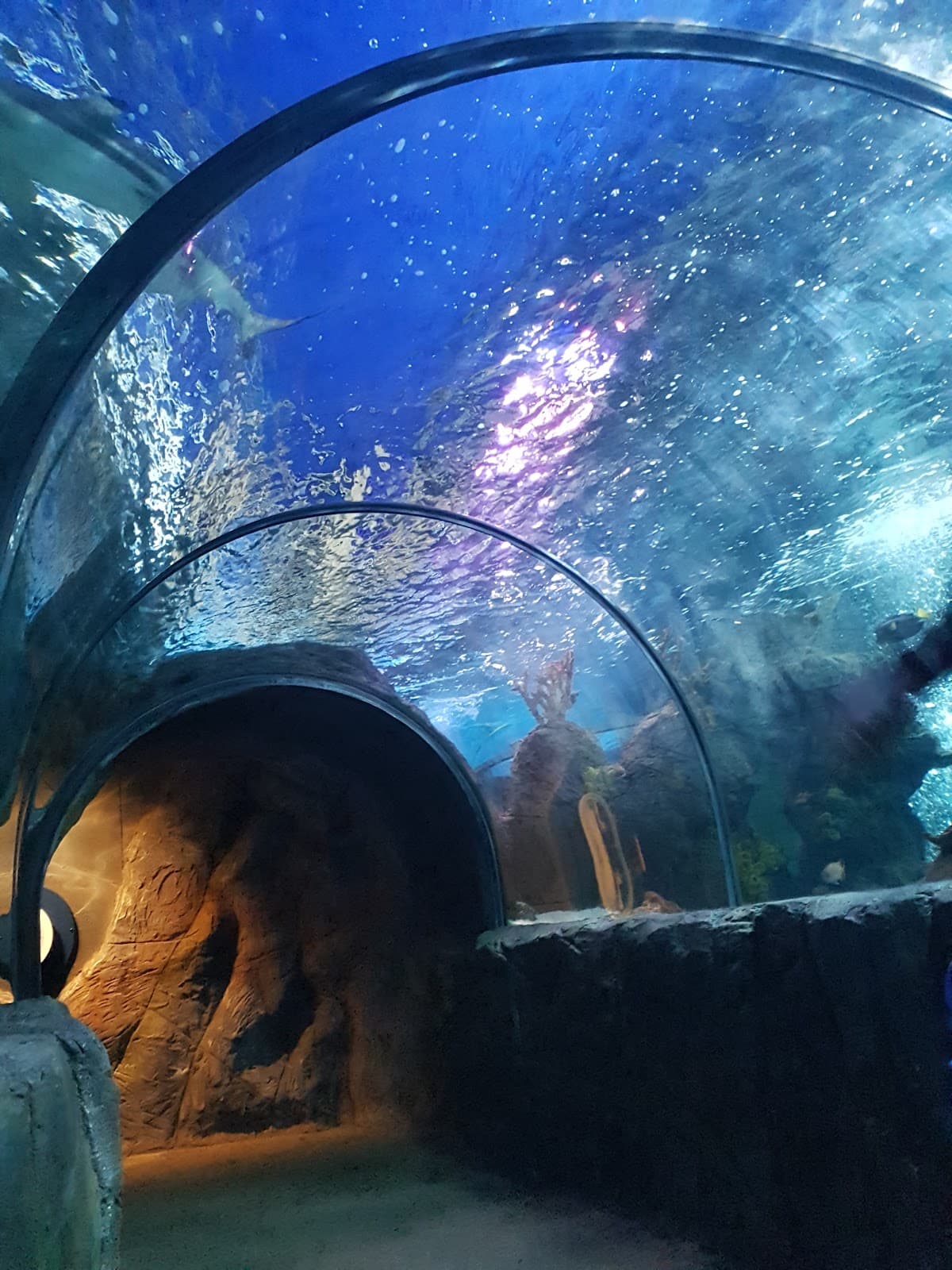 Sea Life Chessington World of Adventures Resort, photo 1 of 1