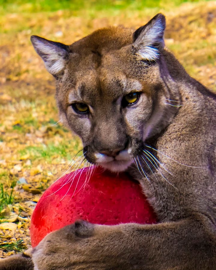 Heritage Park Zoological Sanctuary, photo 1 of 6