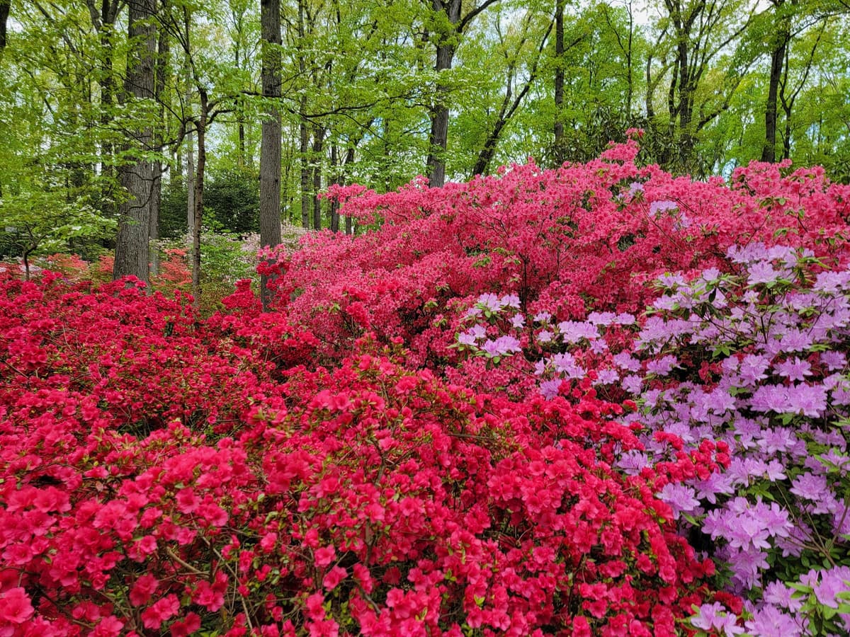 Jenkins Arboretum & Gardens