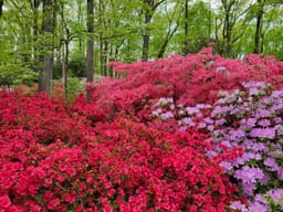 Jenkins Arboretum & Gardens