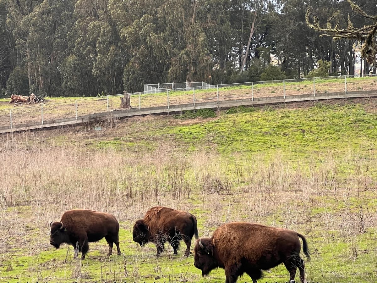 Bison Paddock