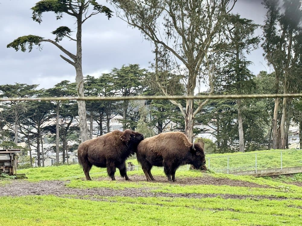 Bison Paddock, photo 1 of 2