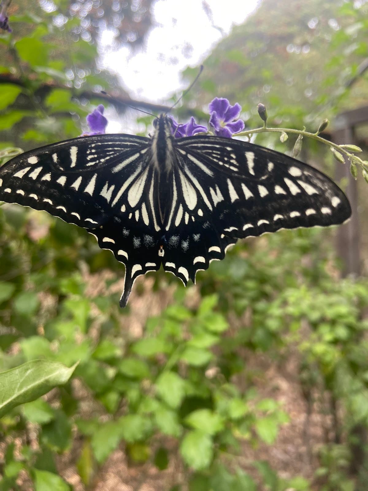 The Maui Butterfly Farm