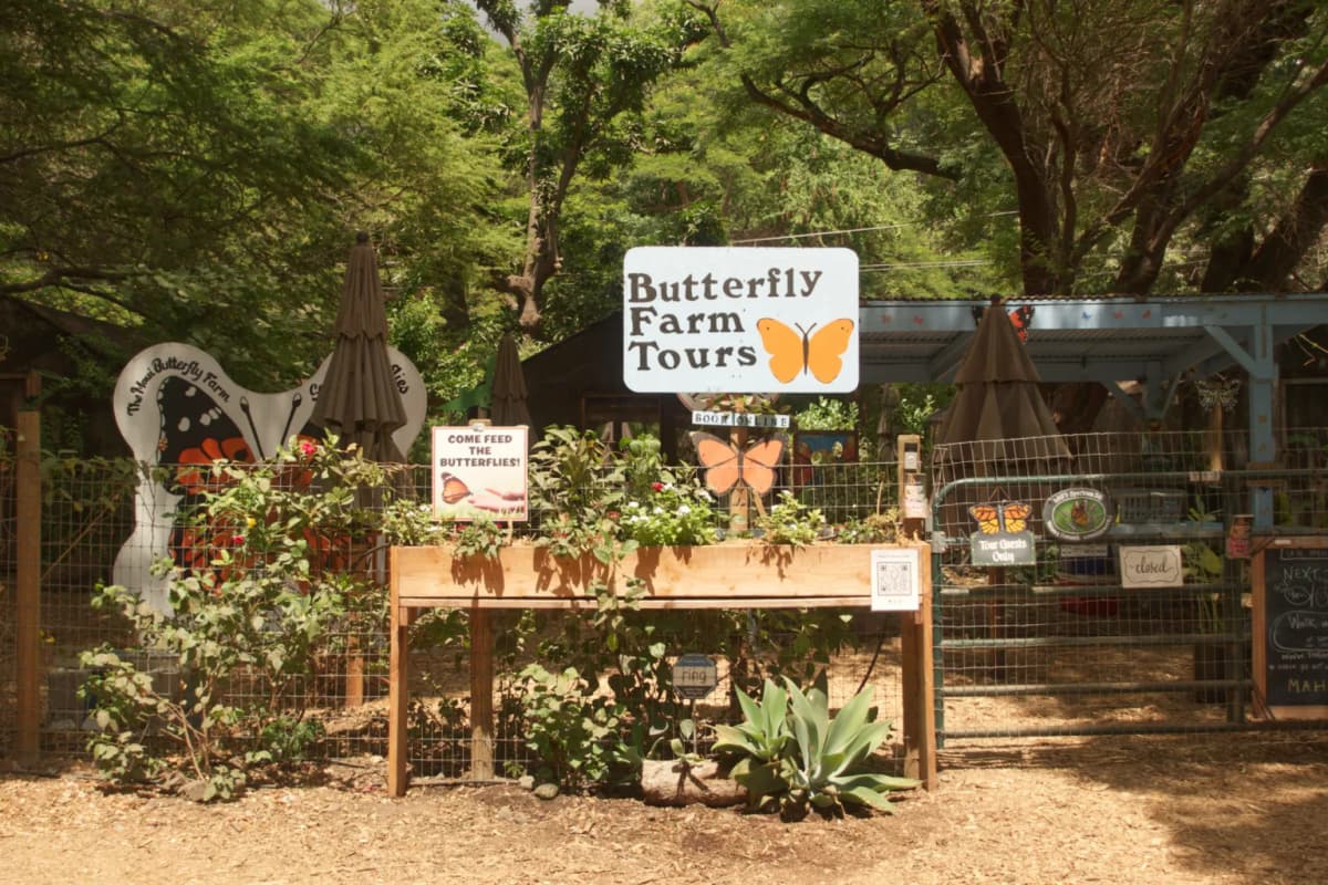 The Maui Butterfly Farm, photo 1 of 4