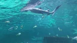 Ripley's Aquarium of Myrtle Beach