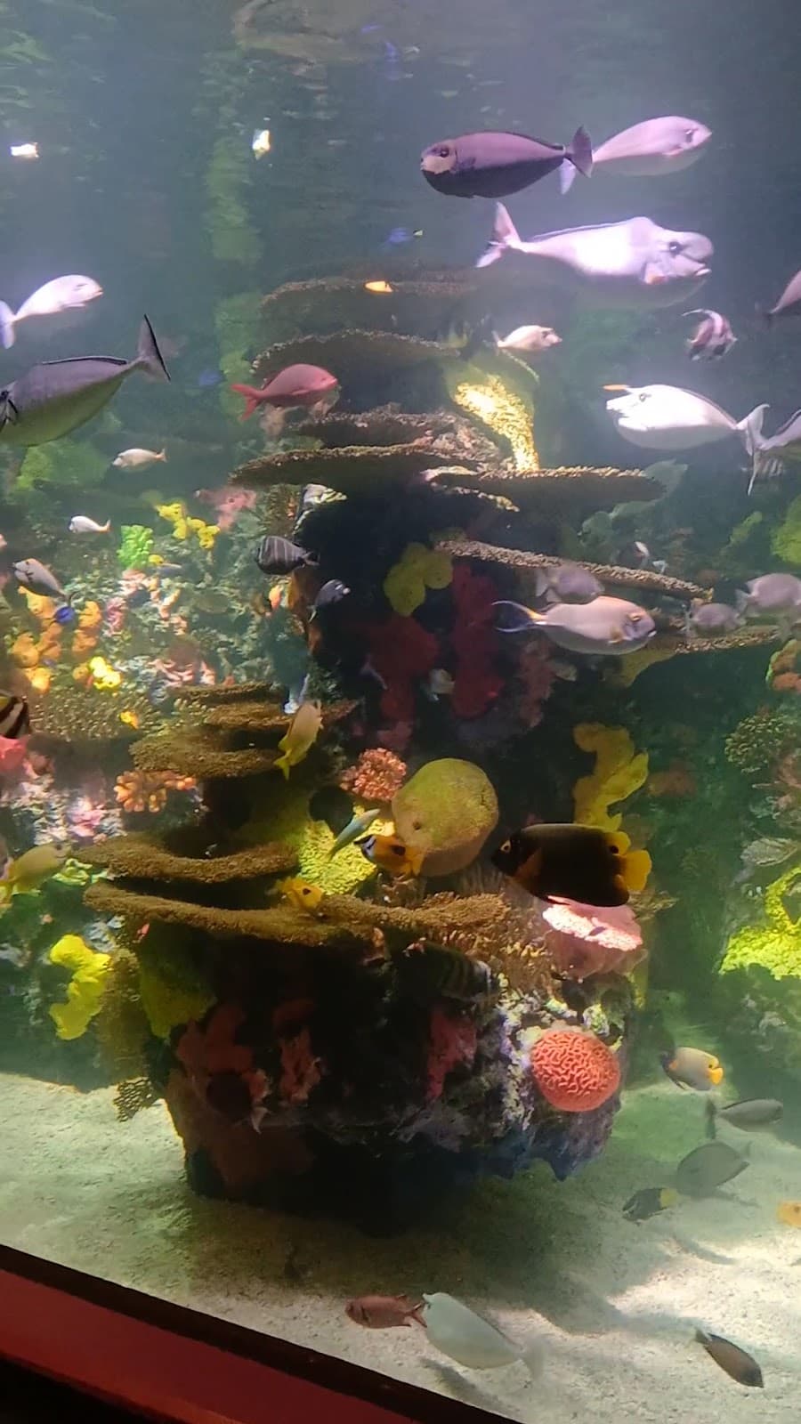 Ripley's Aquarium of Myrtle Beach