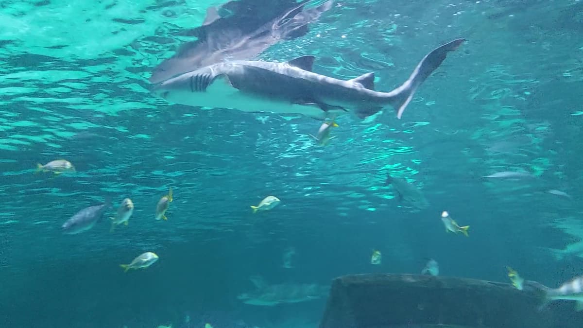Ripley's Aquarium of Myrtle Beach