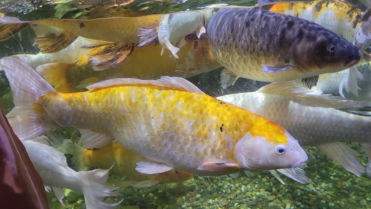 Austin Aquarium