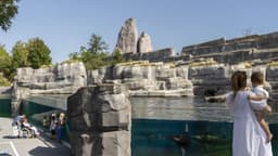 Bassin aux Otaries