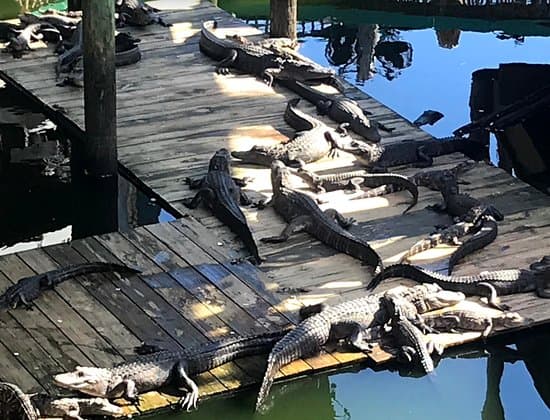 Gator Beach - The World's Greatest Alligator Park
