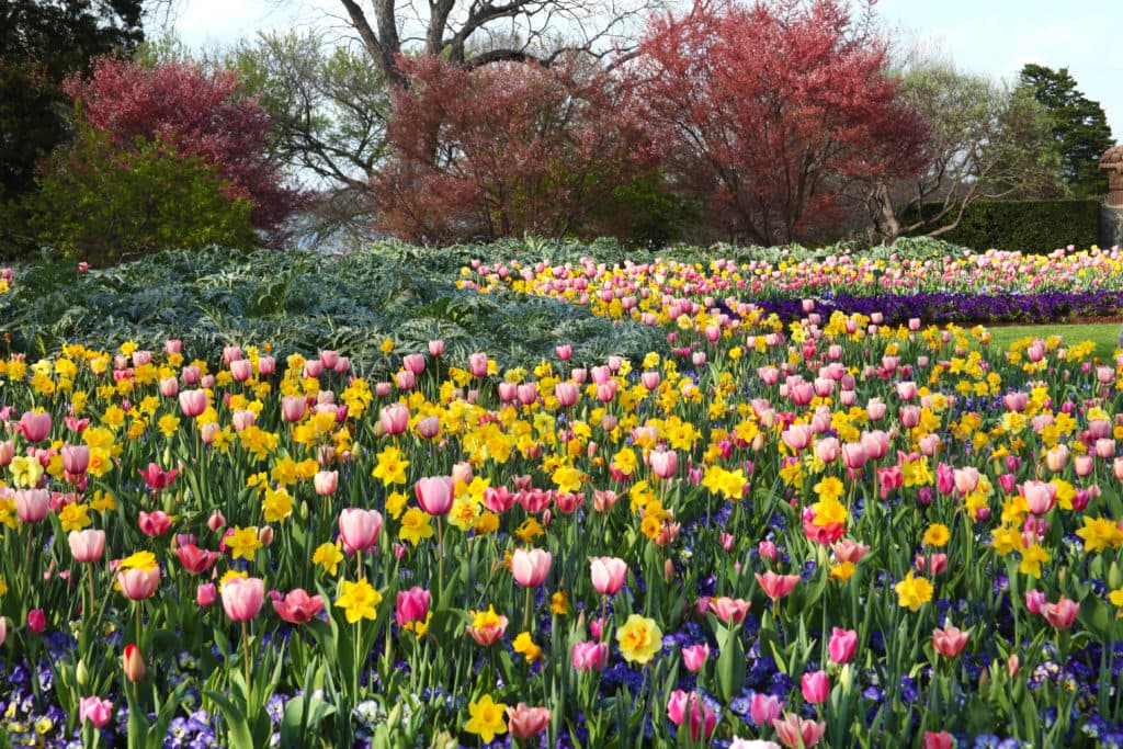 Margaret Elizabeth Jonsson Color Garden