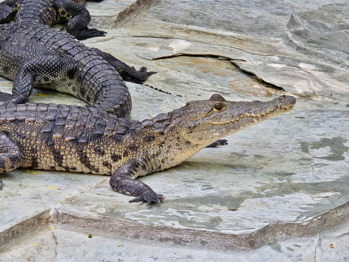 Croco Cun Interactive Zoo