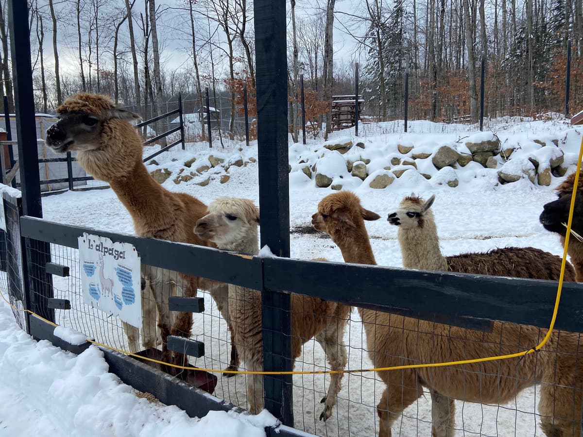 Familizoo