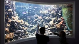 Horniman Aquarium