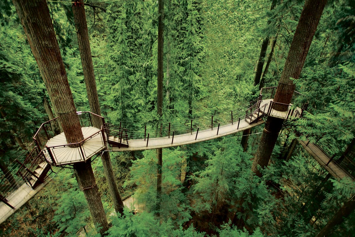 Treetops Adventure