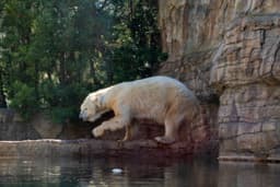Polar Bear Plunge