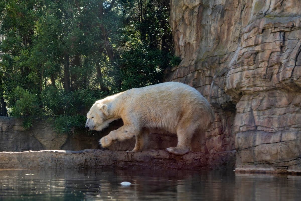 Polar Bear Plunge