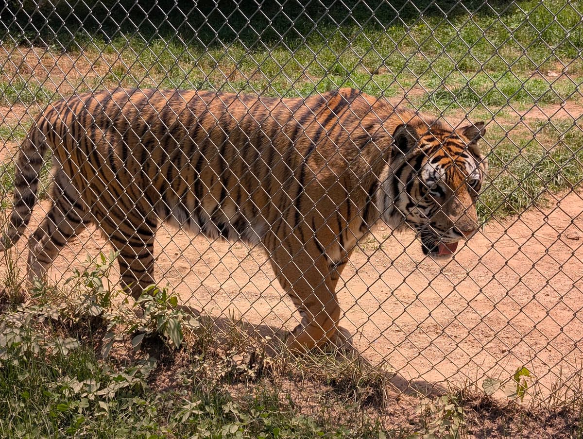 Carolina Tiger Rescue