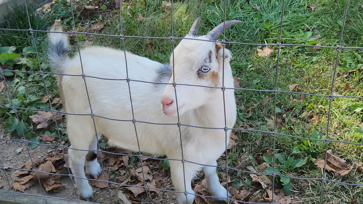 Suson Animal Farm