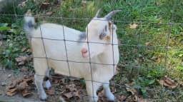 Suson Animal Farm