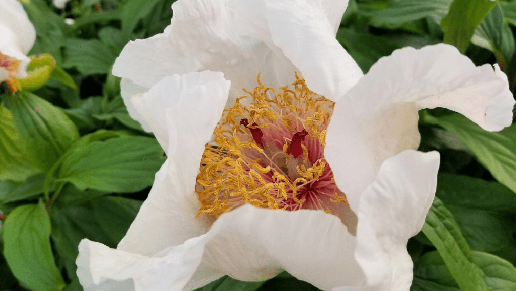 Toronto Botanical Garden, photo 1 of 5